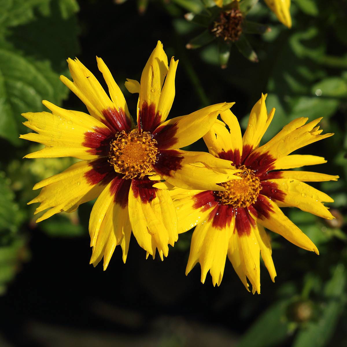 Promesse de Fleurs - Coreopsis grandiflora Sunkiss - Coréopsis à grandes fleurs simples Mini-motte Ø 3/4 cm (par 3)