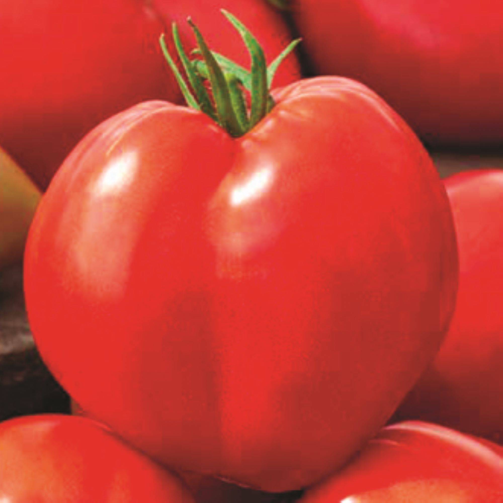 Lot de 4 Plants de tomates greffées  2 Andine cornue+2 Cœur de Bœuf  pot de 1litre - Image 2