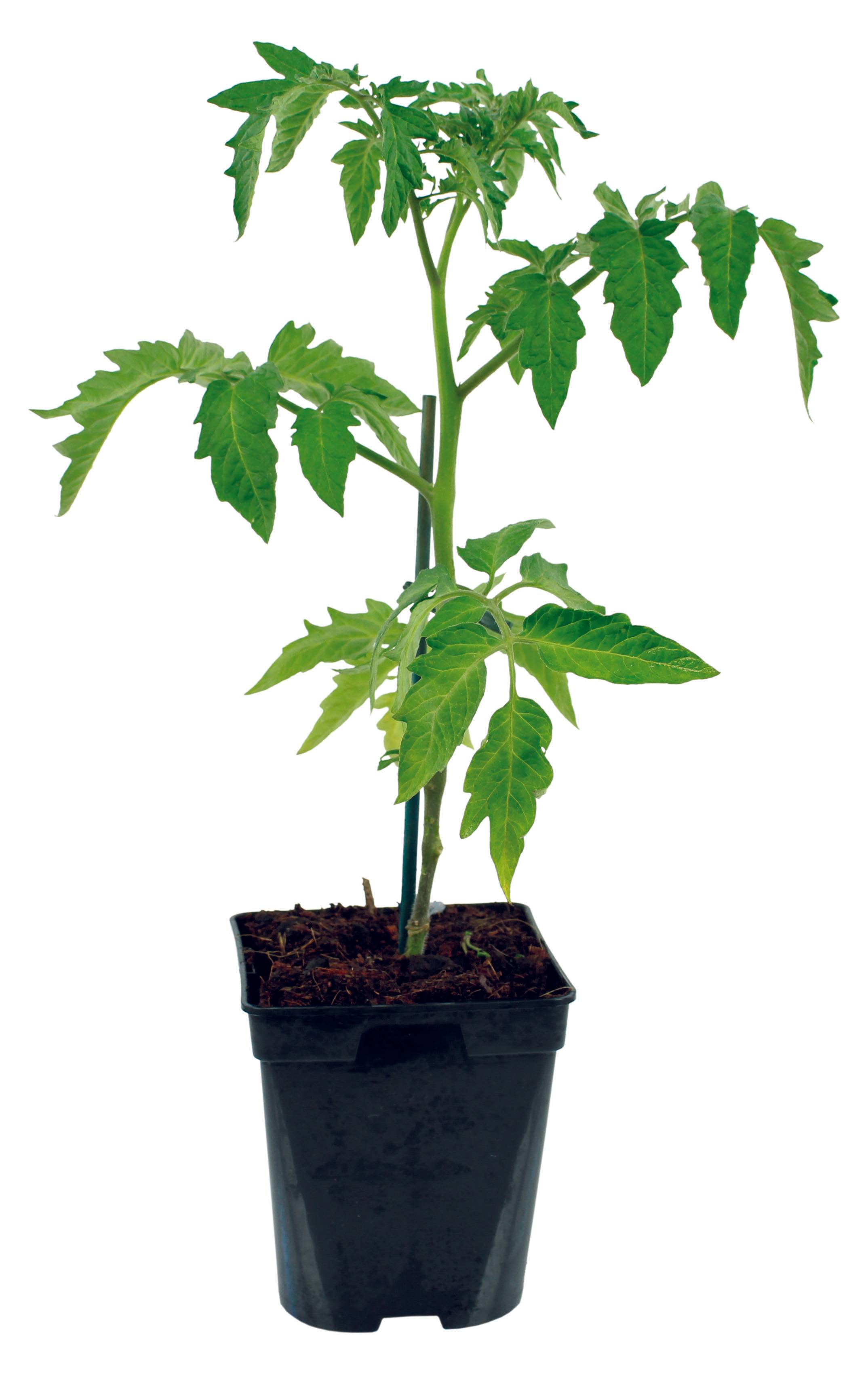 Lot de 4 Plants de tomates greffées  2 Andine cornue+2 Cœur de Bœuf  pot de 1litre - Image 3