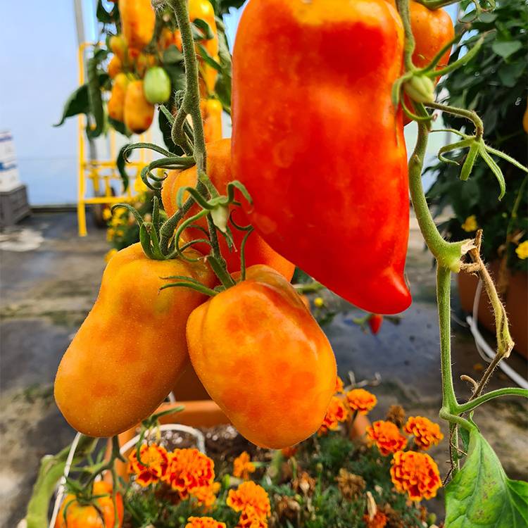Lot de 4 Plants de tomates greffées  2 Andine cornue+2 Cœur de Bœuf  pot de 1litre - Image 1