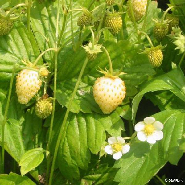 Fragaria alpinum Yellow Wonder - Fraisier des Alpes Pot de 1,5L/2L