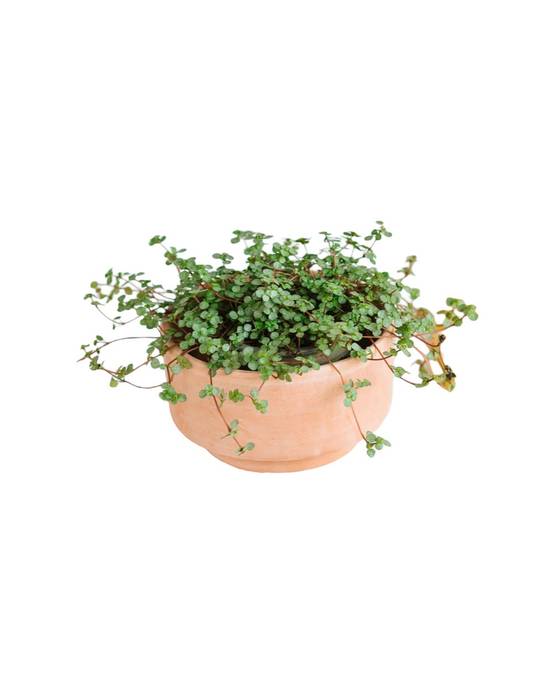 Pilea glauca Grezy 15cm - Plante d'intérieur- La Green Touch - Image 1