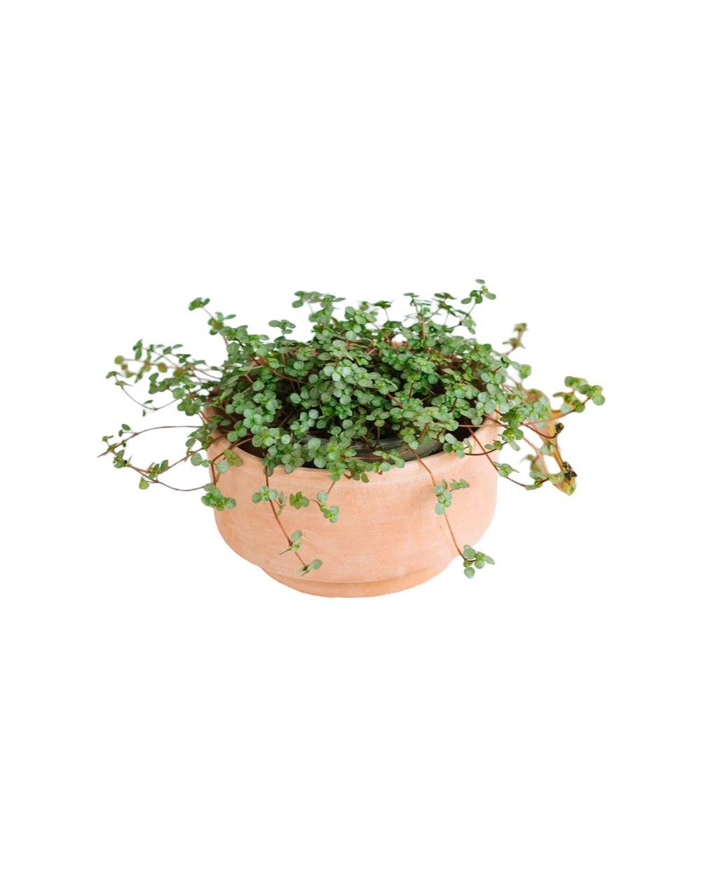 Pilea glauca Grezy 15cm - Plante d'intérieur- La Green Touch