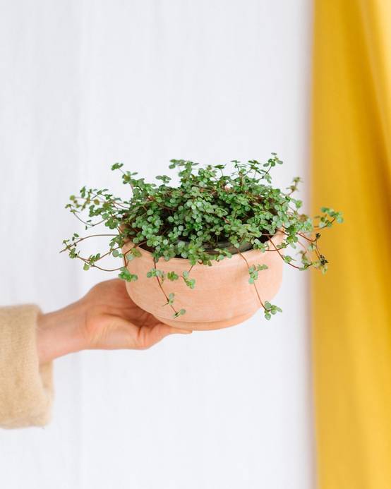 Pilea glauca Grezy 15cm - Plante d'intérieur- La Green Touch - Image 2