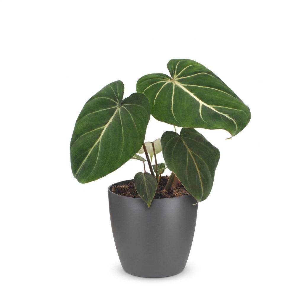 Philodendron Gloriosum - Pot de 12cm - 1 plante - Gris - Plantes d'intérieur - Image 2