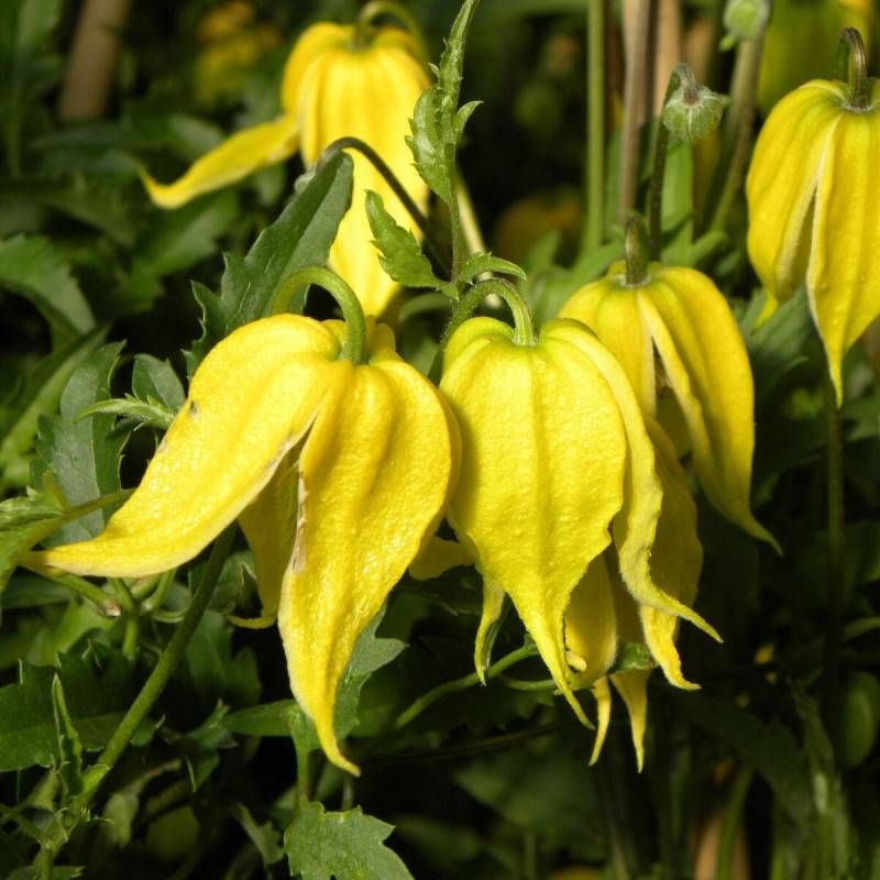 Clématite tangutica à fleurs Jaune - feuillage Caduc - Godet - 5/20 cm-  hauteur à maturité De 3,00 m à 5,00 m - Imagen 5