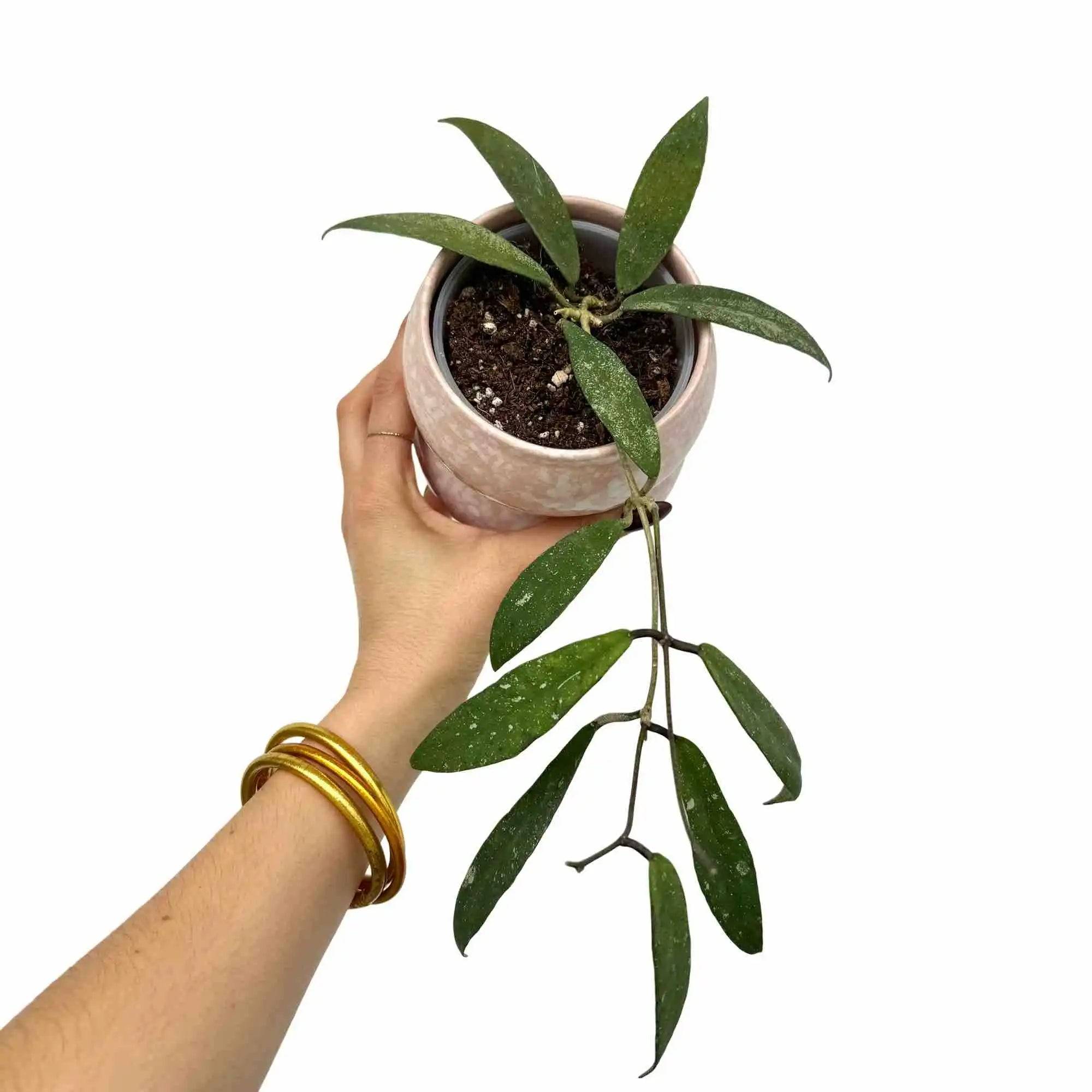 Hoya Scortechinii UT001 fleur rose - Pot de 9cm - Plantes d'intérieur
