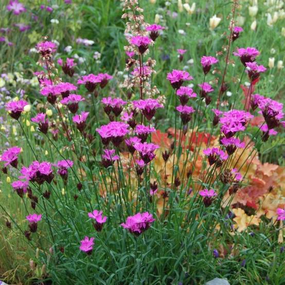 Dianthus carthusianorum - Oeillet des chartreux Godet de 8/9 cm
