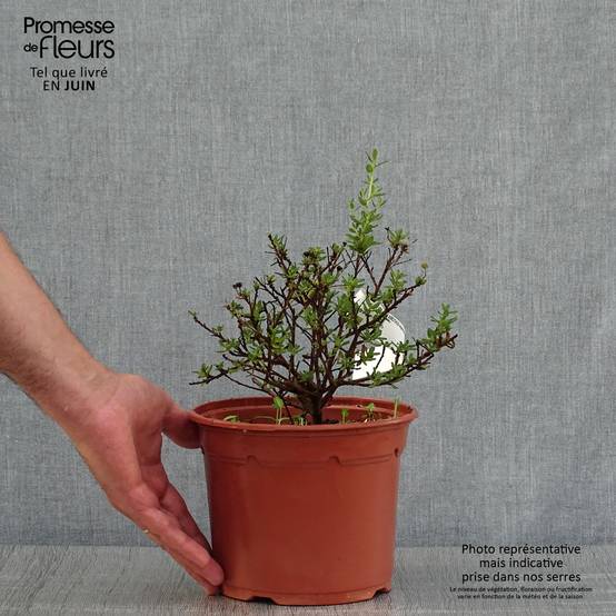 Céanothe impressus Puget Blue - Lilas de Californie Pot de 2L/3L - Image 2