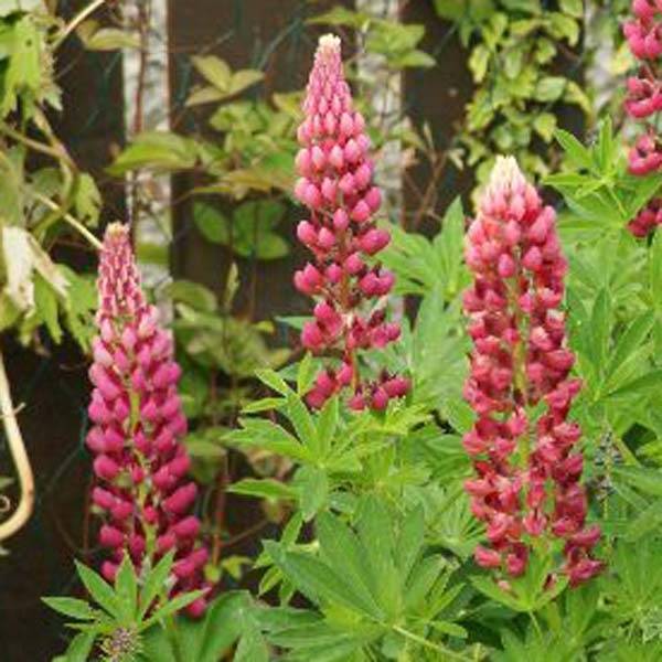 Promesse de Fleurs - Lupin Gallery Pink Godet de 8/9 cm