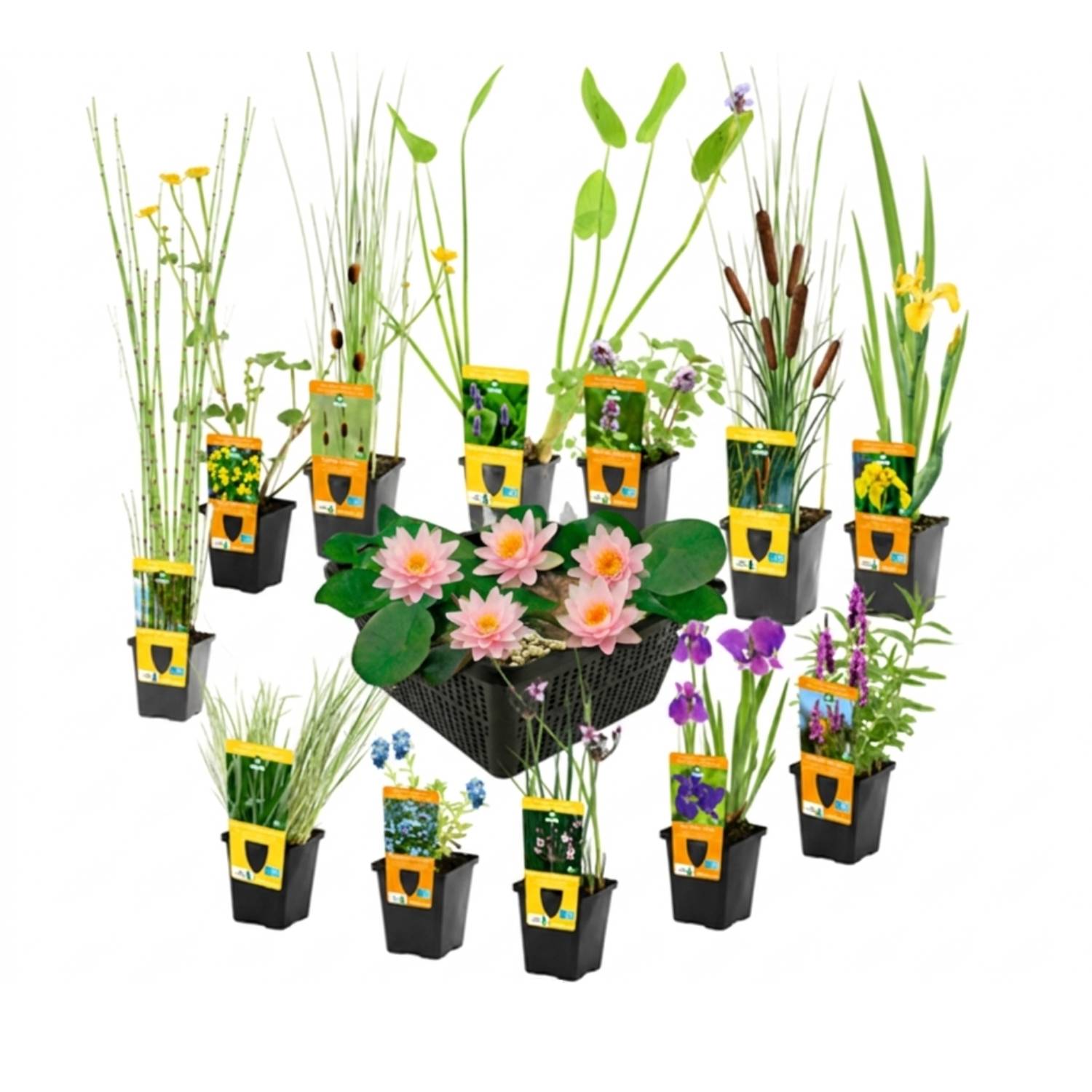 0 - Set Surprise Plantes Bassin - 12 Plantes incl. Nénuphar Rose - Image 1