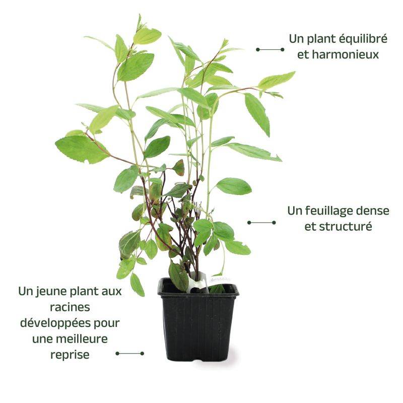Céanothe 'Marie Simon' (Ceanothus x pallidus 'Marie Simon') - Godet - Taille 13/25cm - Pépinières Naudet - Image 3