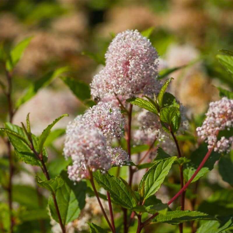 Céanothe 'Marie Simon' (Ceanothus x pallidus 'Marie Simon') - Godet - Taille 13/25cm - Pépinières Naudet