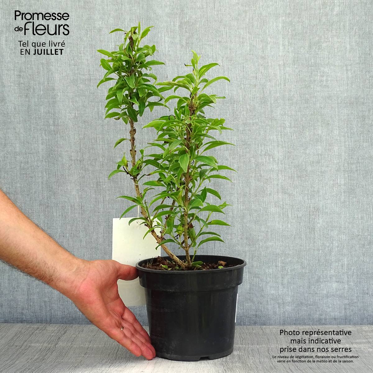 Forsythia Nimbus - Mimosa de Paris nain Pot de 3L/4L - Image 2