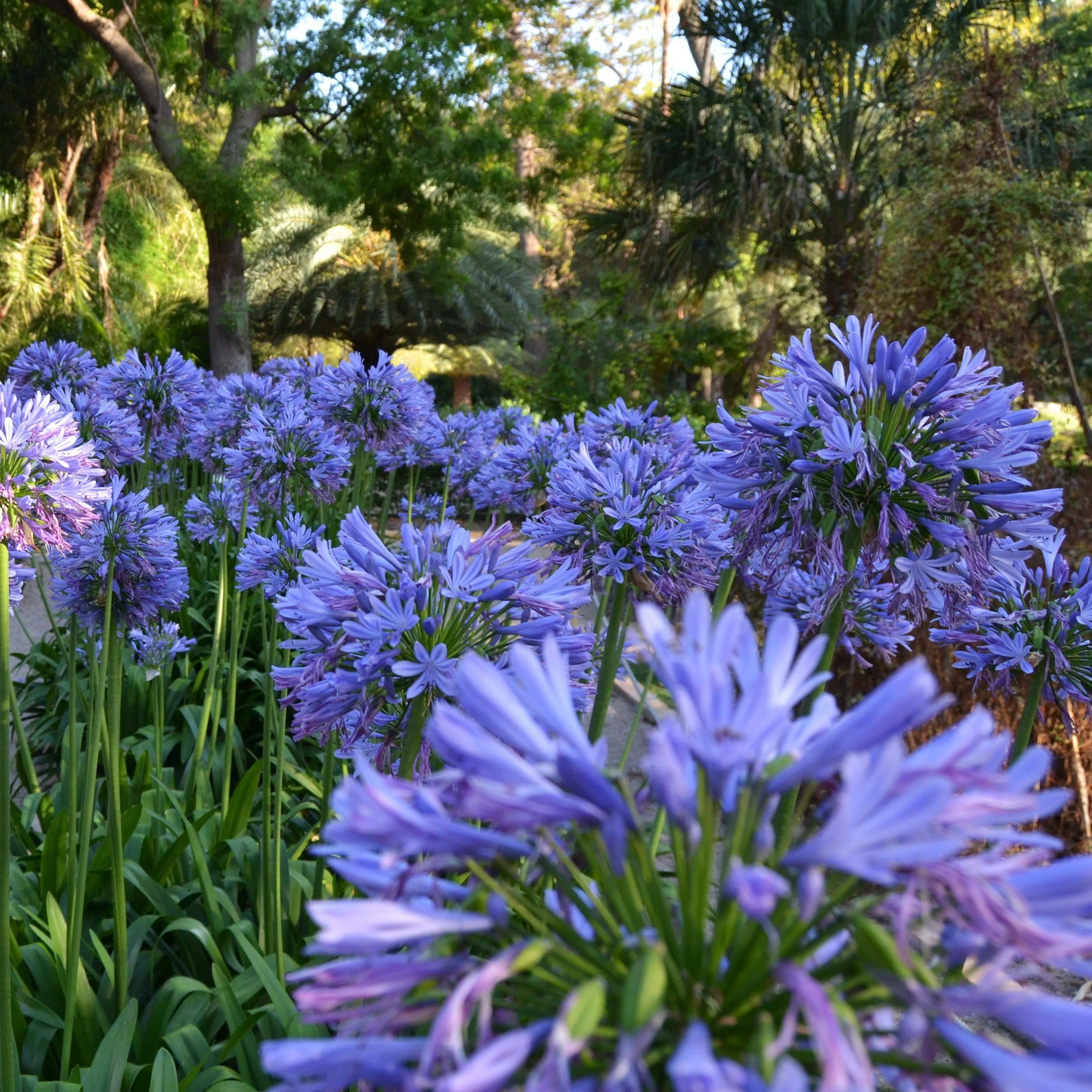 Agapanthe umbellatus (africanus) Pot de 2L/3L