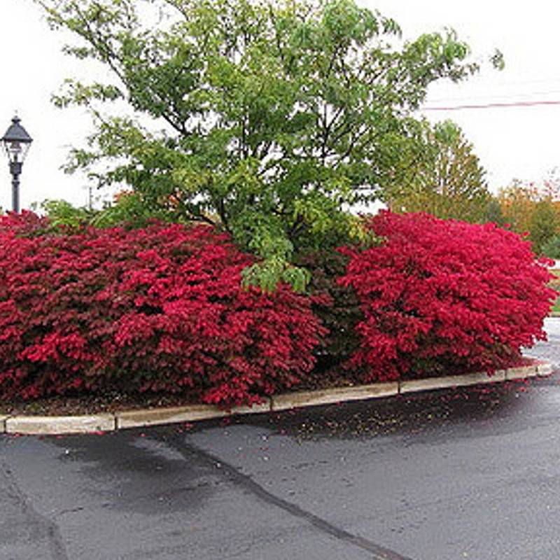 Fusain ailé, Euonymus à fleurs Jaune/Vert - feuillage Caduc - Pot de 3L - 20/40 cm