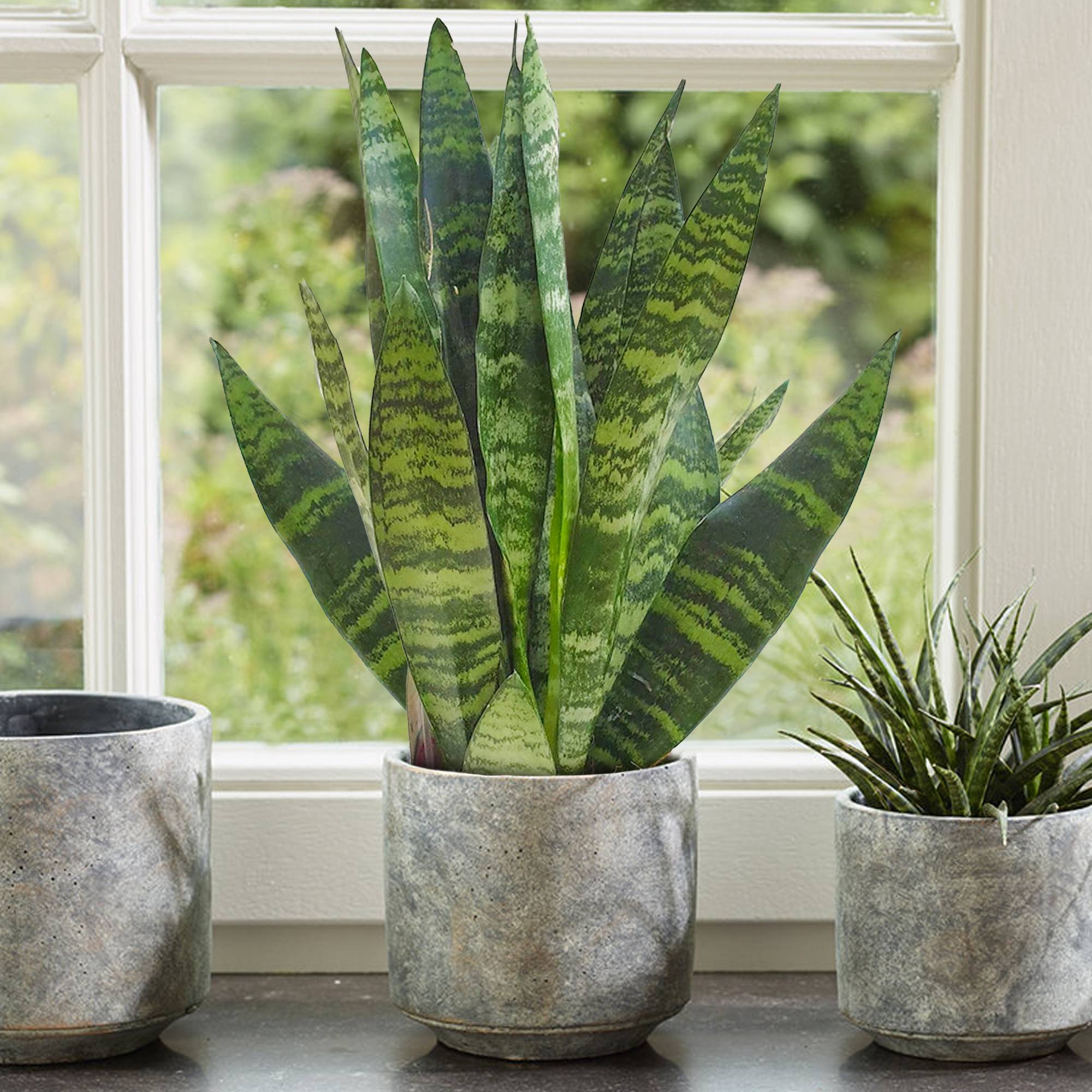 Gardenersdream - 1 X Sansevieria Black Coral - Langue De Belle-Mère | Plante Pour Maison Ou Bureau De 30 À 40 Cm En Pot  - GardenersDream - Imagen 1
