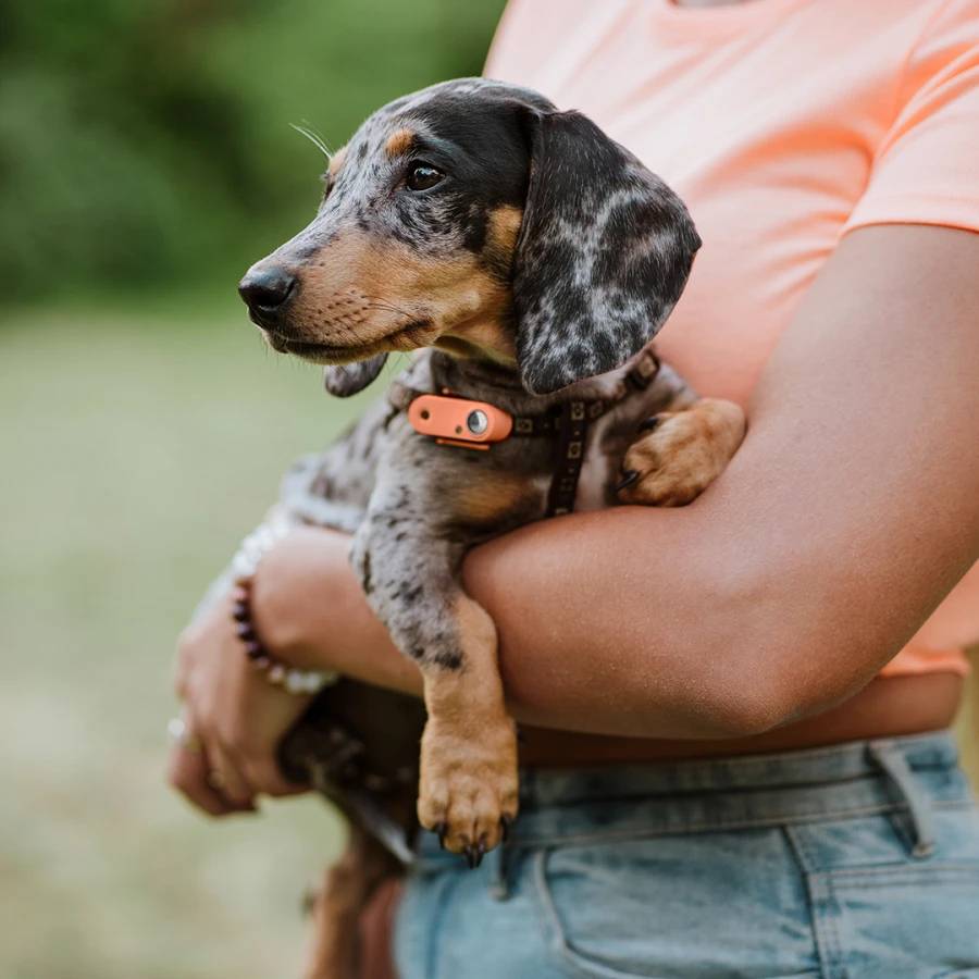 Mini Dog Tickless - Hot Peach - Image 2