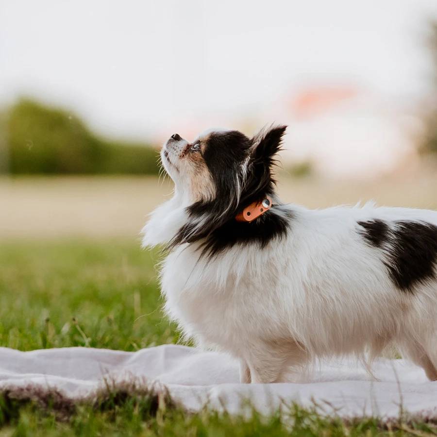 Mini Dog Tickless - Hot Peach - Image 4