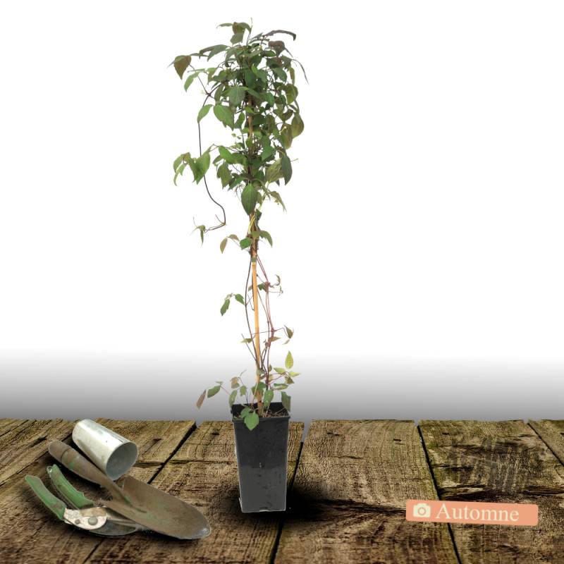 Clématite montana Spooneri à fleurs Blanche - feuillage Caduc - Pot de 3L - Echelle bambou 60/120 cm-  hauteur à maturité De 5,00 m à 10,00 m - Image 5