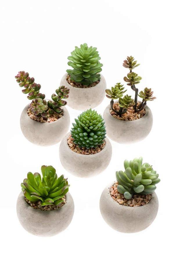 Mini Plantes Grasses In Cementen Pot - D6 - Image 2
