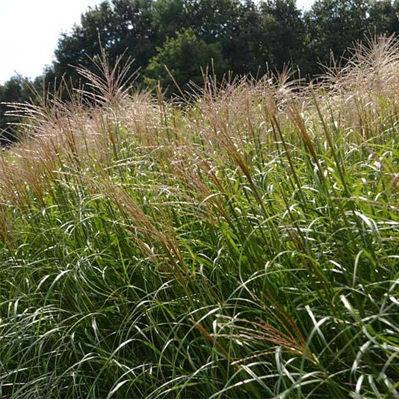 Promesse de Fleurs - Miscanthus sinensis Krater - Eulalie, Roseau de Chine Godet de 8/9 cm