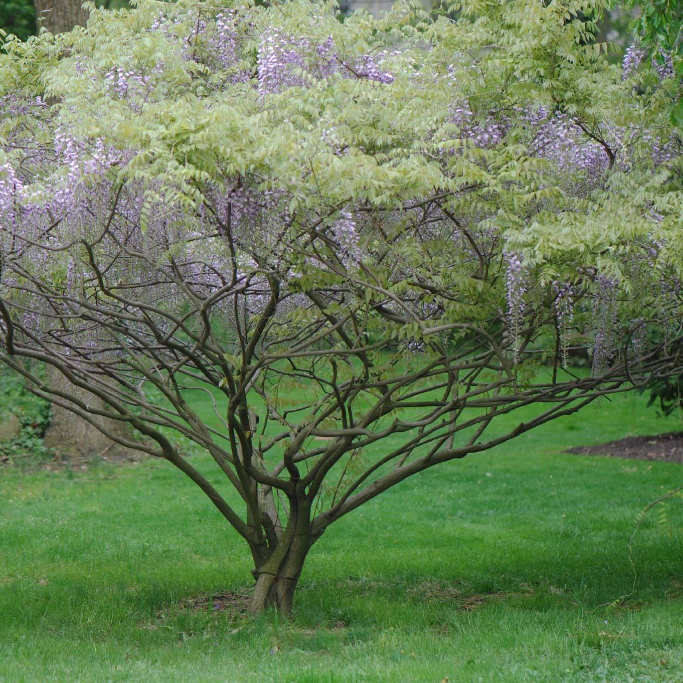 Promesse de Fleurs - Glycine de Formose - Wisteria formosa Pot de 1,5L/2L