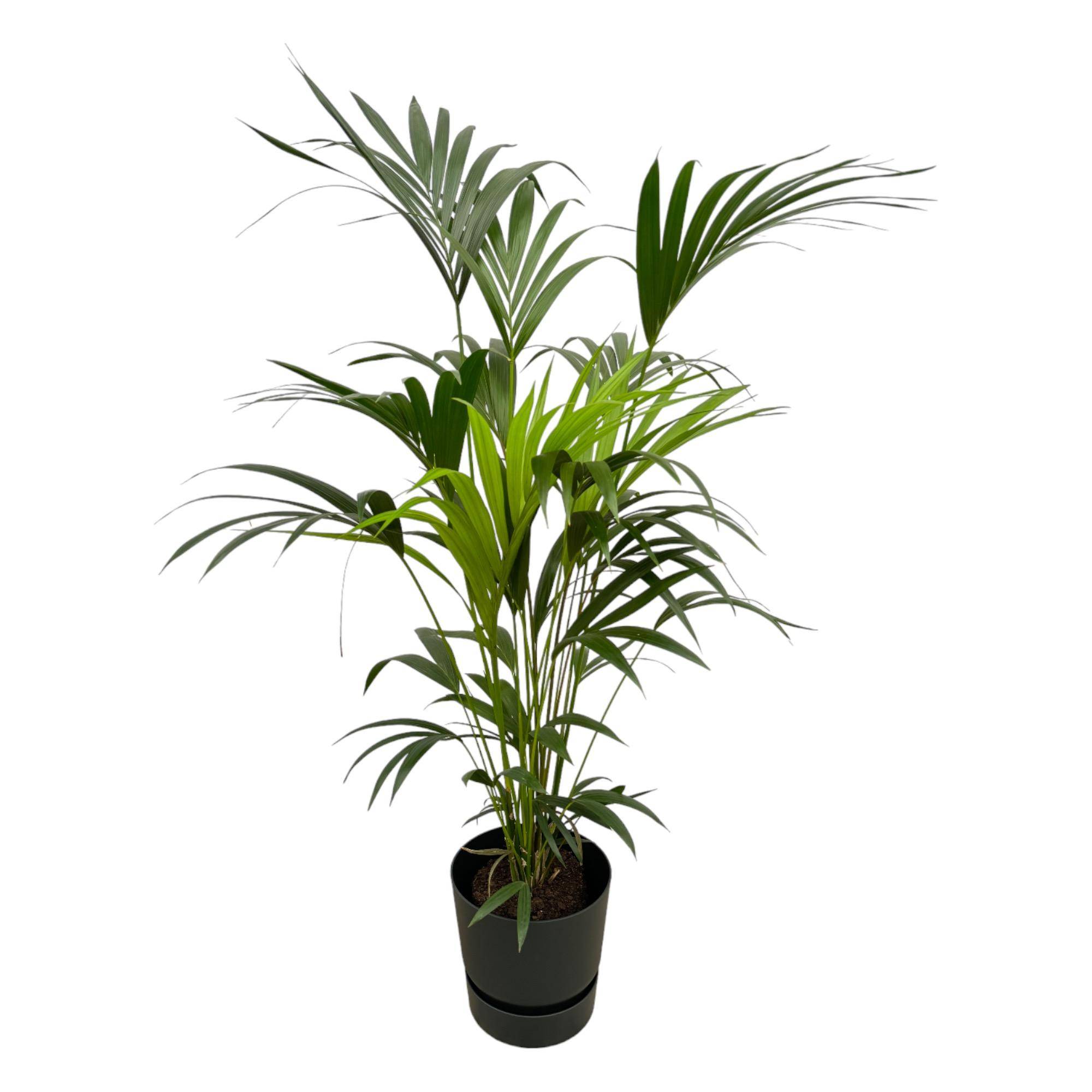 Kentia Palm - Plantes d'intérieur - Image 1