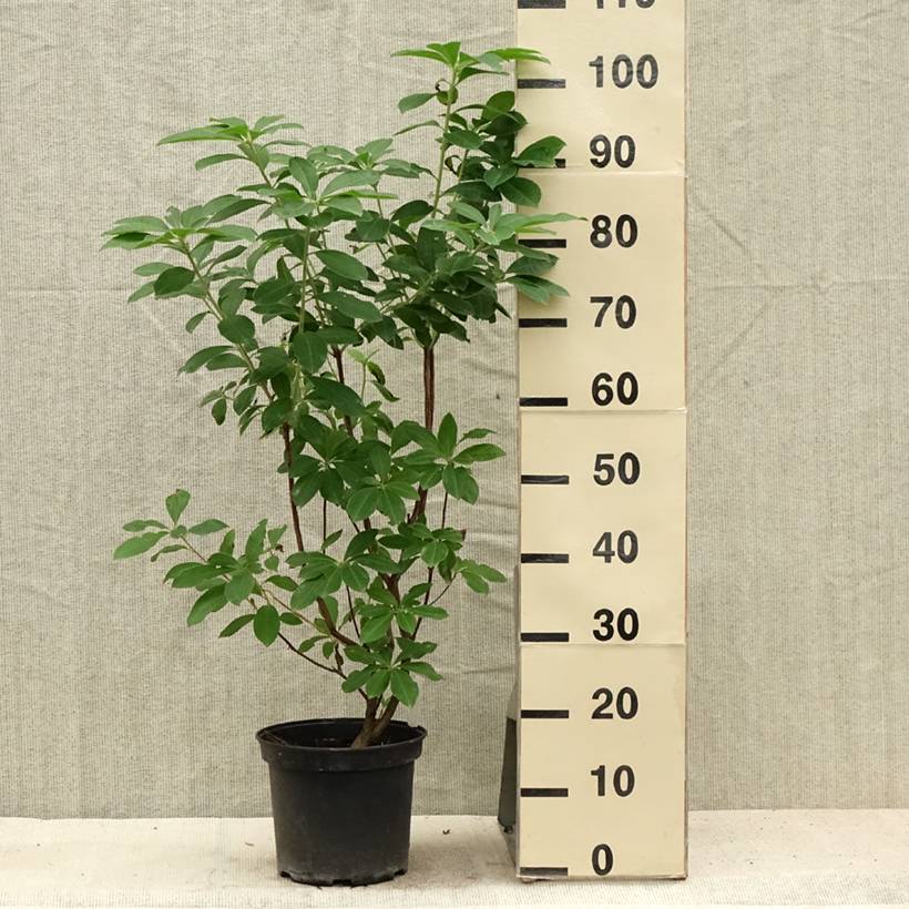 Azalée de Chine Jolie Madame - Rhododendron hybride Pot de 3L/4L - Image 2