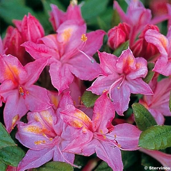 Promesse de Fleurs - Azalée de Chine Jolie Madame - Rhododendron hybride Pot de 3L/4L