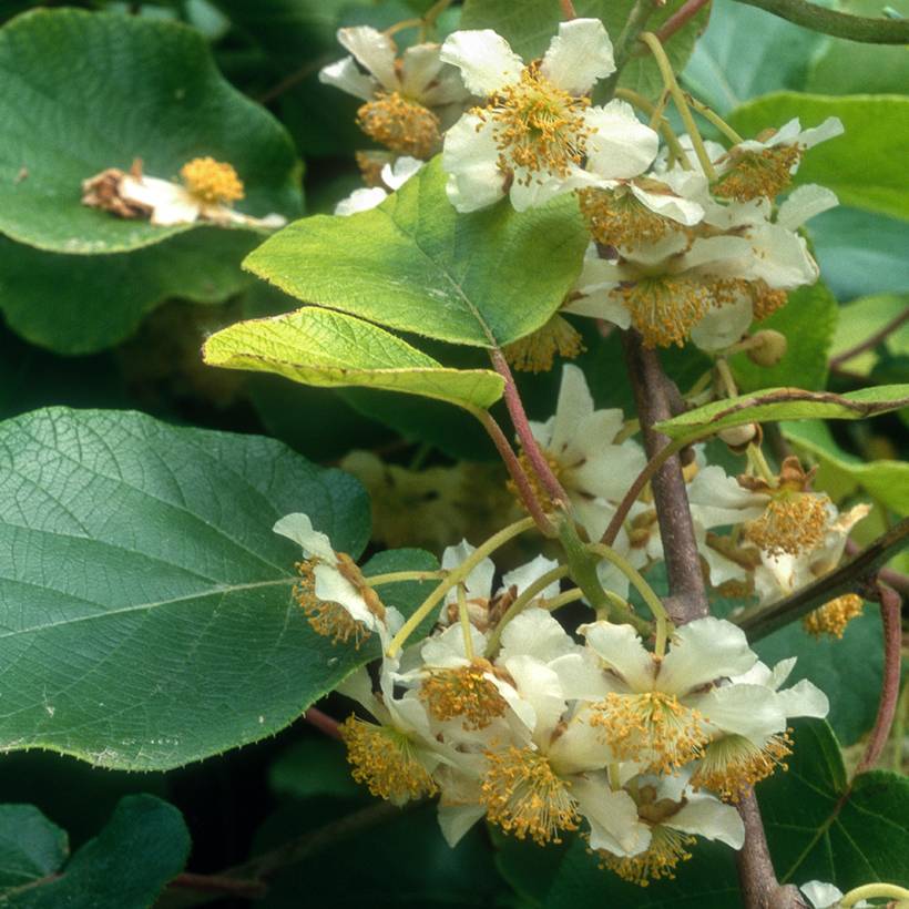 Promesse de Fleurs - Kiwi jaune kiw'Happy mâle - Actinidia deliciosa Pot de 2L/3L