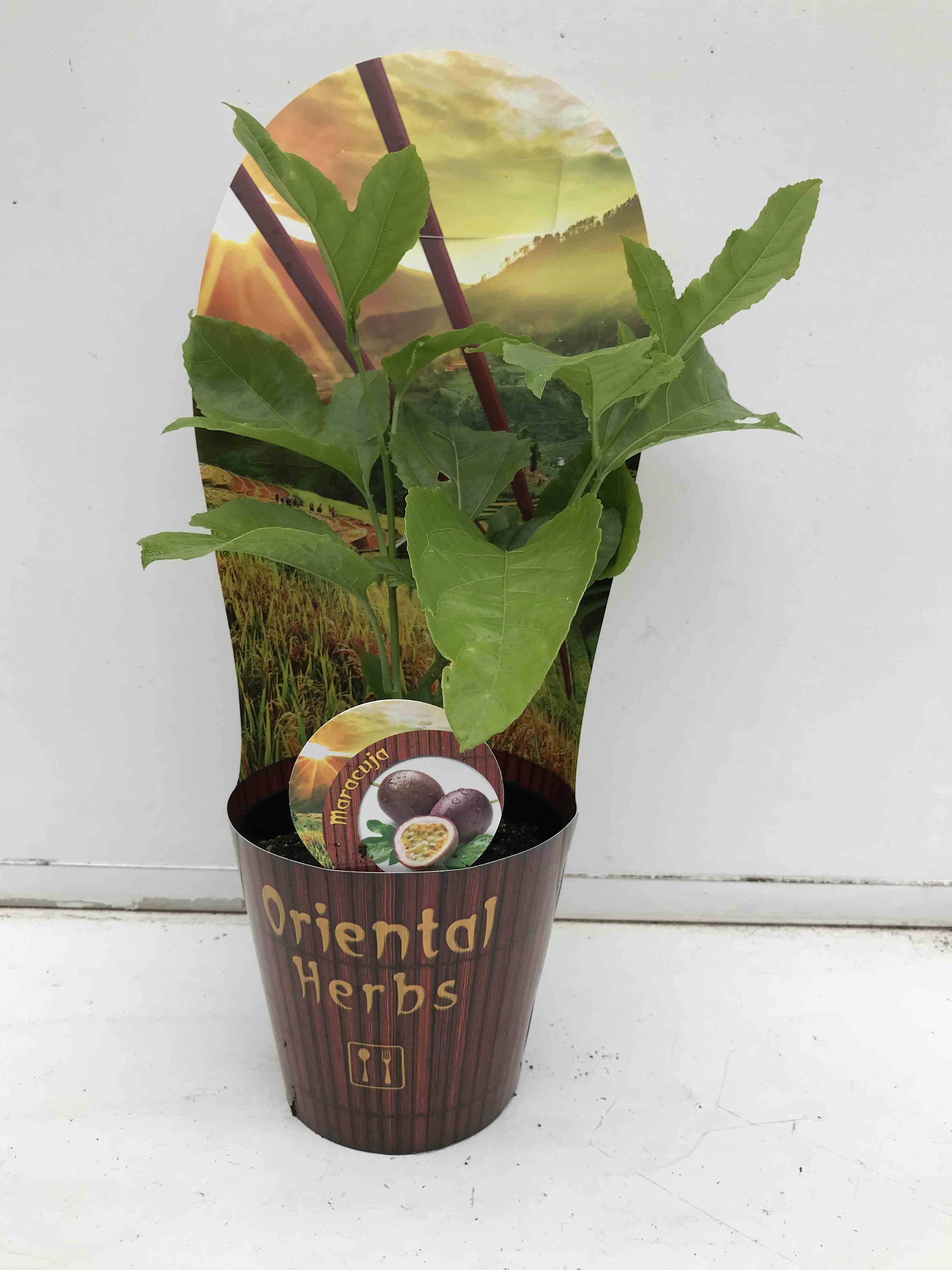 0 - Passiflora ligularis (grenadelle, grenadille sucrée, grenadille douce) Pot de 7 litres - 80/100 cm