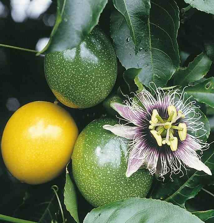 0 - Passiflora ligularis (grenadelle, grenadille sucrée, grenadille douce) Pot de 7 litres - 80/100 cm - Image 3