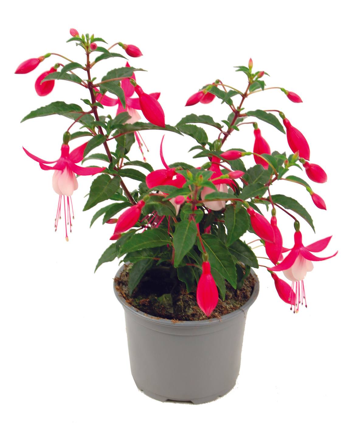 Fuchsia  pot 10,5 cm - Image 1