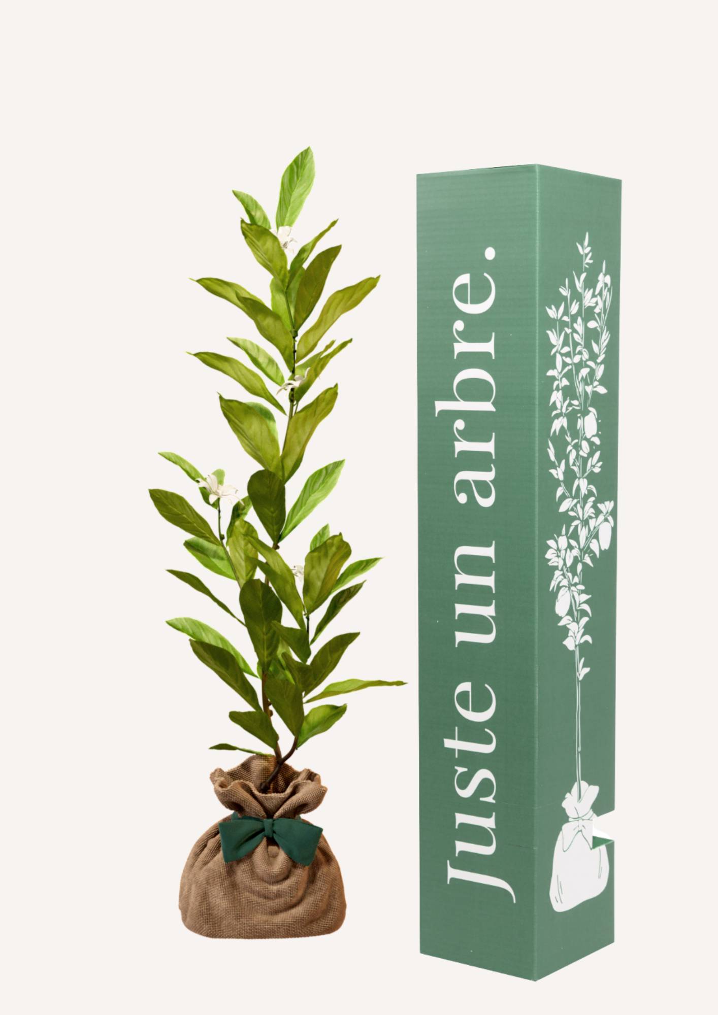 JUSTE UN ARBRE. – Magnolia étoilé | Cadeau raffiné pour naissance, mariage, anniversaire – Arbuste compact, parfait pour petits jardins ou grands… - Image 1