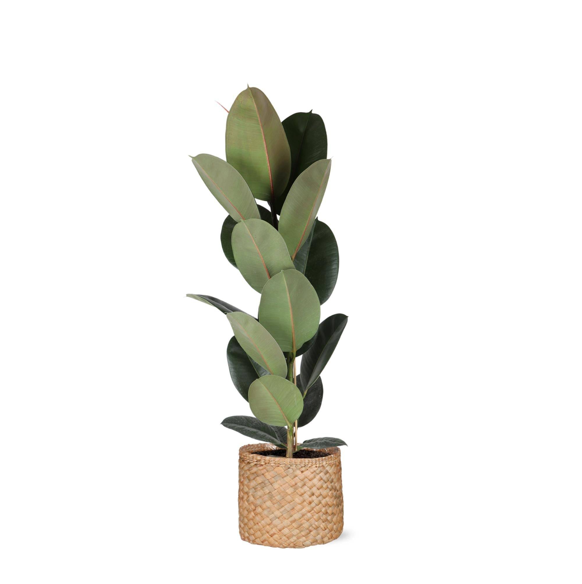Ficus Elastica Robusta et son pot- La Green Touch Panier Naturel - Hauteur 90cm