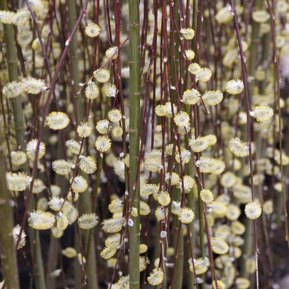 Promesse de Fleurs - Salix caprea Kilmarnock - Saule marsault pleureur Pot de 4L/5L, Tige