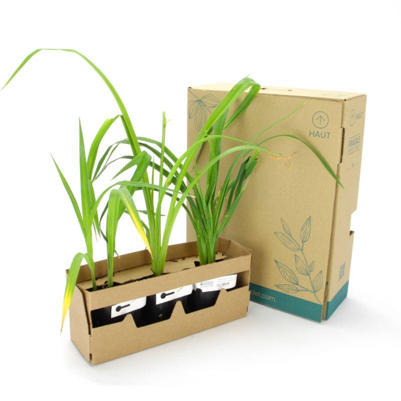 3 Hémérocalles 'Blueberry Cream' (Hemerocallis Blueberry Cream) - Lot de 3 vivaces - Pépinières Naudet - Image 4