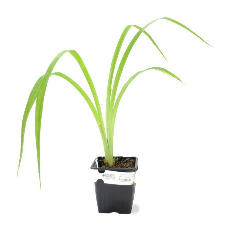 3 Hémérocalles 'Blueberry Cream' (Hemerocallis Blueberry Cream) - Lot de 3 vivaces - Pépinières Naudet - Image 2