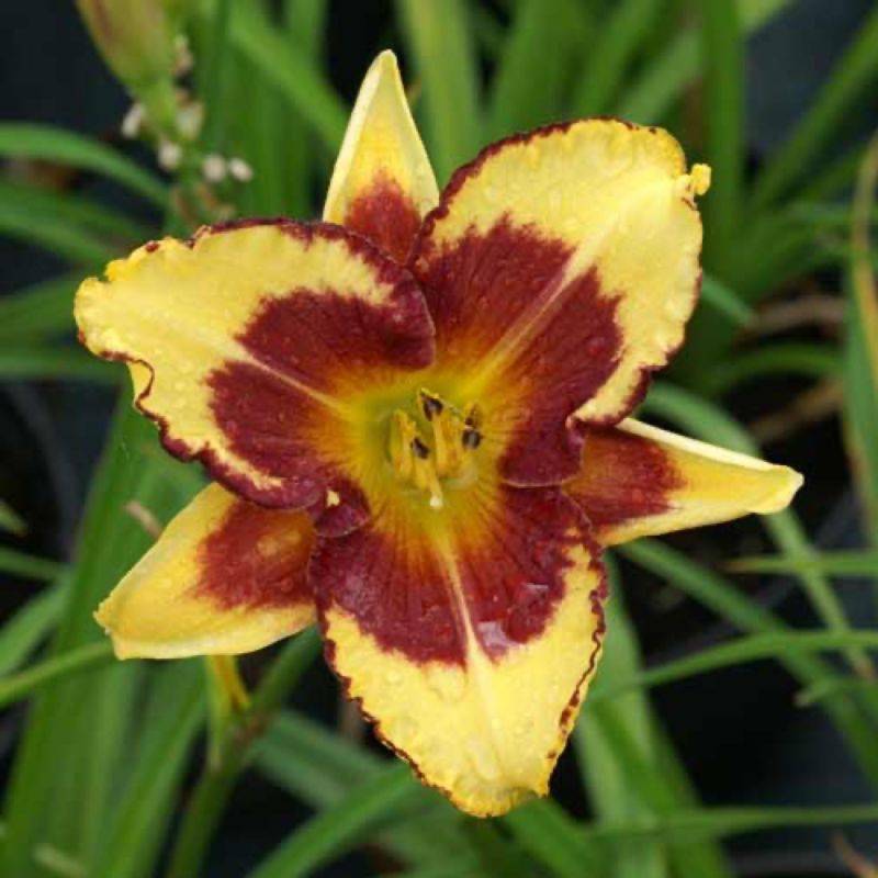 3 Hémérocalles 'Blueberry Cream' (Hemerocallis Blueberry Cream) - Lot de 3 vivaces - Pépinières Naudet - Image 1