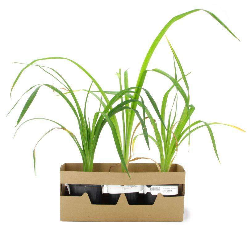 3 Hémérocalles 'Blueberry Cream' (Hemerocallis Blueberry Cream) - Lot de 3 vivaces - Pépinières Naudet - Image 5