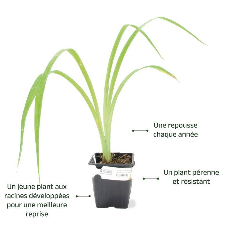 3 Hémérocalles 'Blueberry Cream' (Hemerocallis Blueberry Cream) - Lot de 3 vivaces - Pépinières Naudet - Image 3