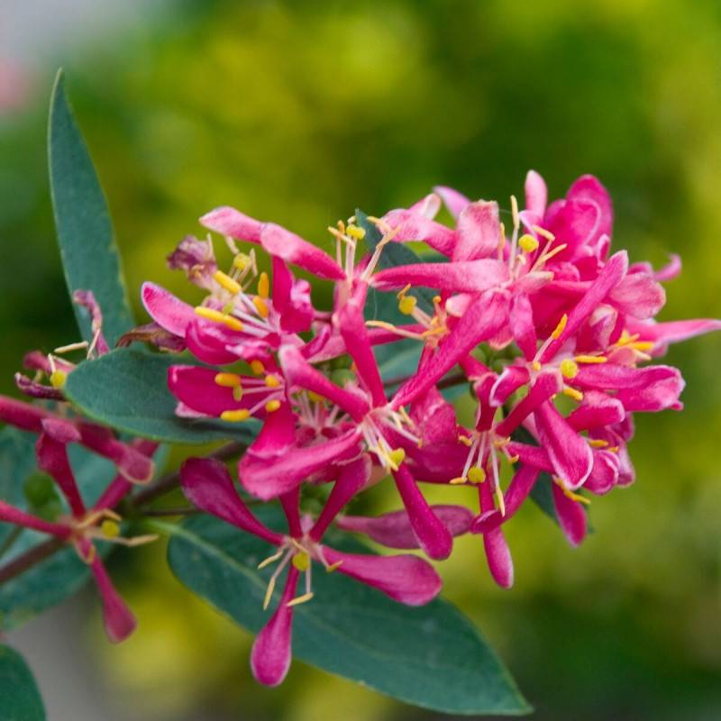 Chèvrefeuille arbustif Arnold Red, Lonicera à fleurs Rouge - feuillage Caduc - Godet - 5/20 cm-  hauteur à maturité De 1,50 m à 2,00 m - Imagen 2