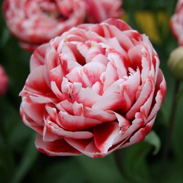 Promesse de Fleurs - Tulipe double tardive Drumline Bulbe calibre 11+ (par 6)