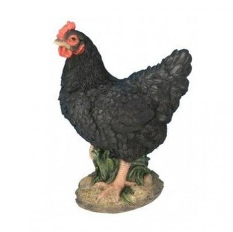 Riviera - Poule naine noire