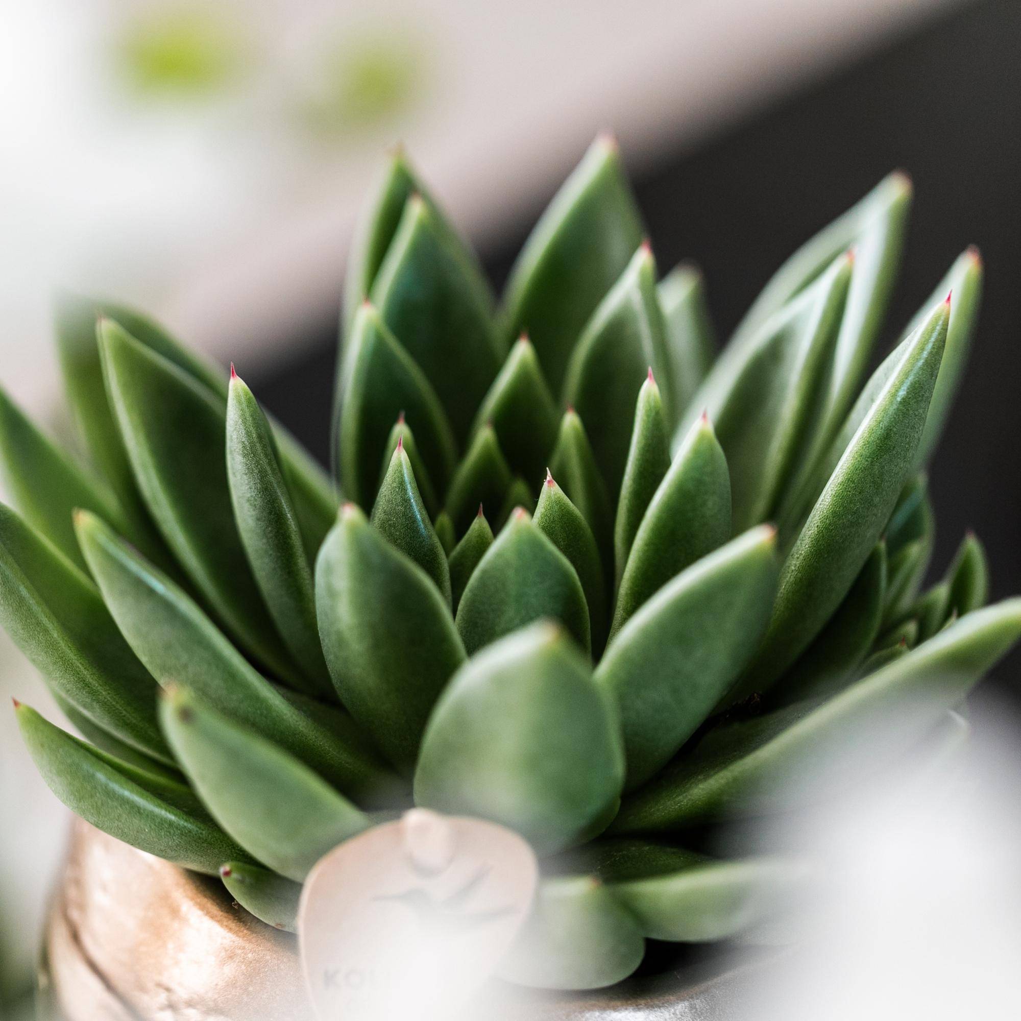 Succulente Echeveria Miranda - Ø9cm - ↕13cm - Plantes d'intérieur - Image 2