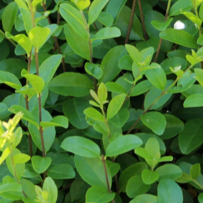 Troène du Japon, Ligustrum à fleurs Blanche/ - feuillage Persistant - Pot de 7,5L - 60/80 cm