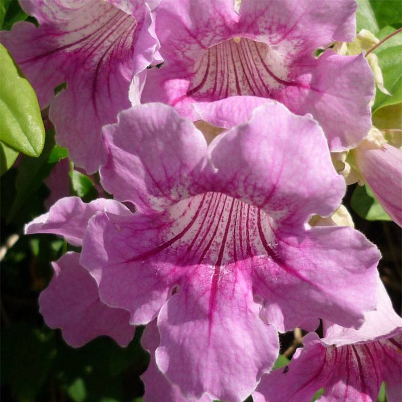 Podranea ricasoliana - Bignone rose Pot de 2L/3L