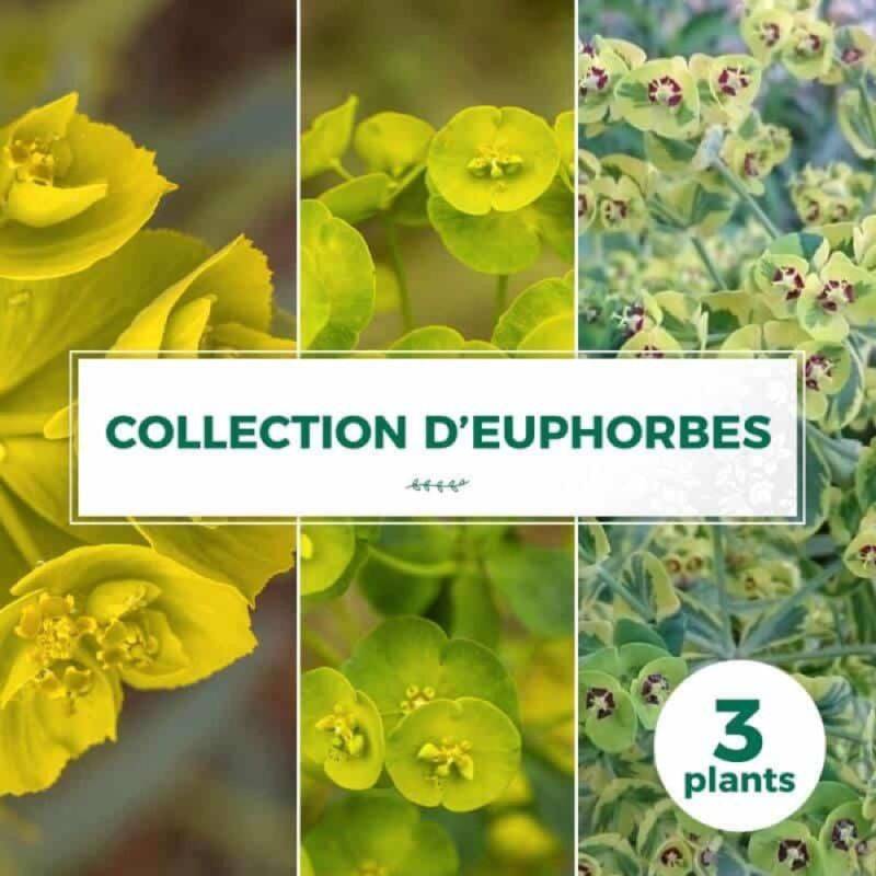 Collection de 3 Euphorbes - Godet 9cm - Pépinières Naudet - Imagen 1