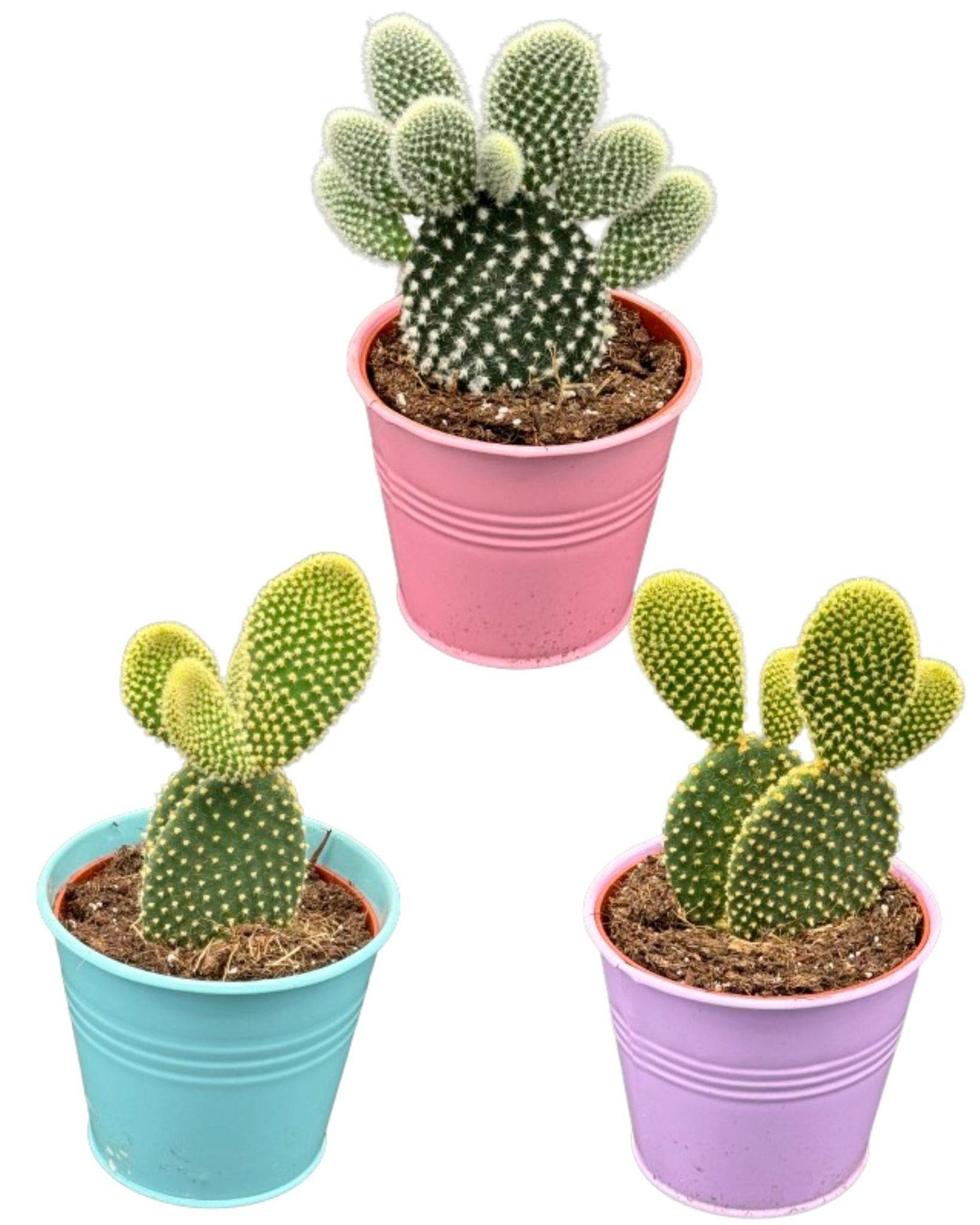 Opuntia microdasys en pot de zinc coloré- La Green Touch